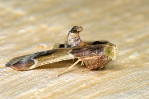 Pyralis farinalis
